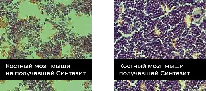 यह अस्थि मज्जा के कार्य में सुधार करता है।